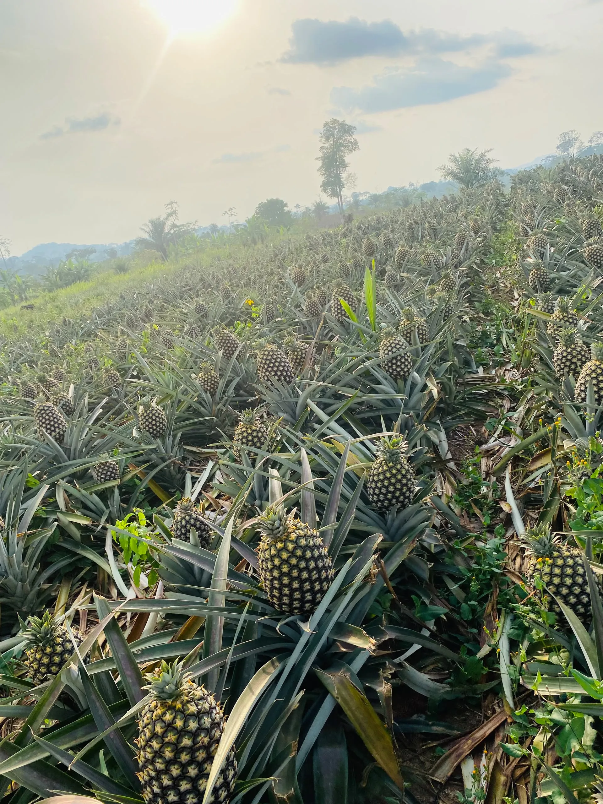 Culture d'ananas
