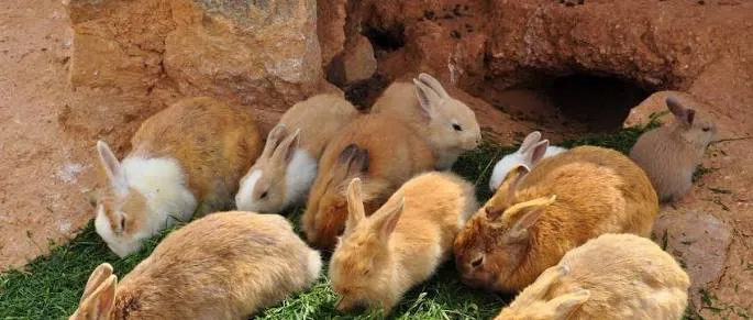 Élevage de lapins