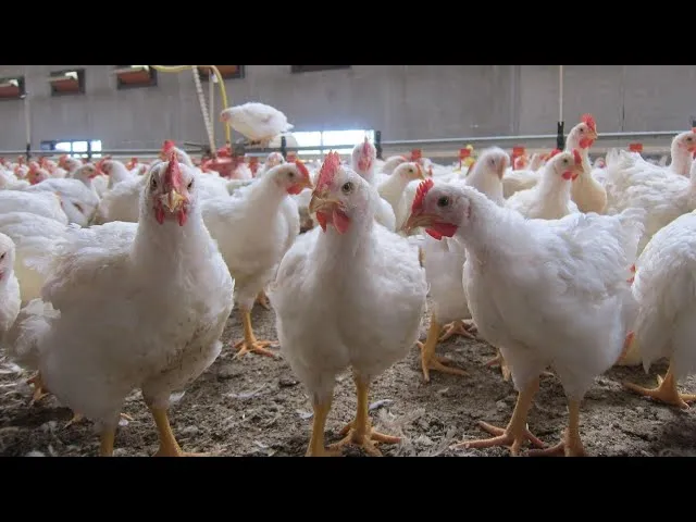 Récolte agricole