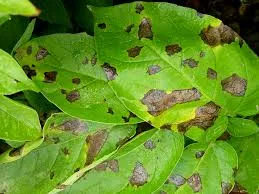 Alternariose foliaire (Alternaria solani)