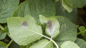 Mildiou des cultures (Phytophthora infestans)