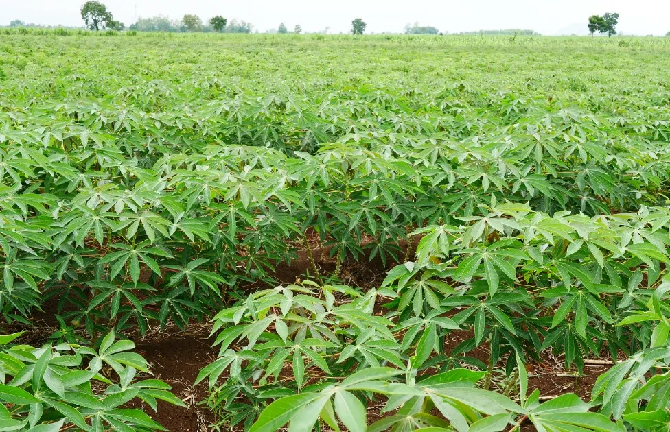Manioc