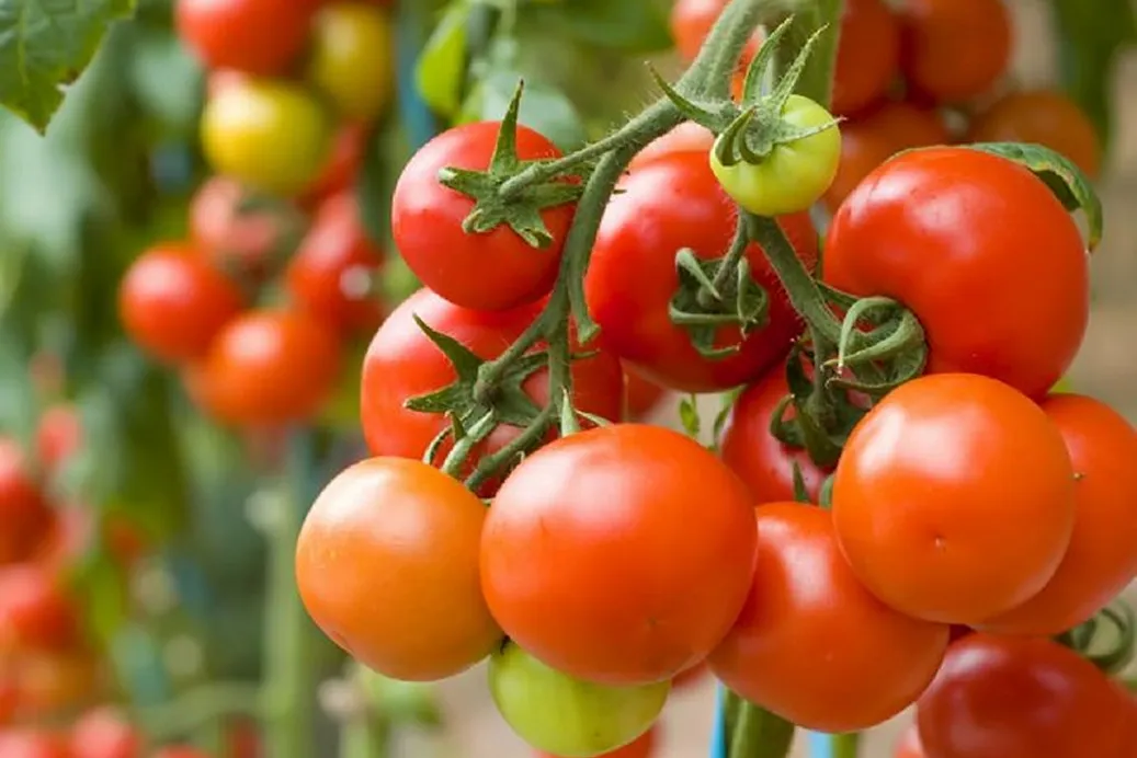 Tomate